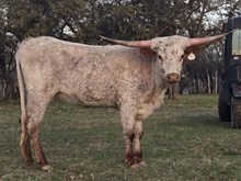 WL Rebel Mist