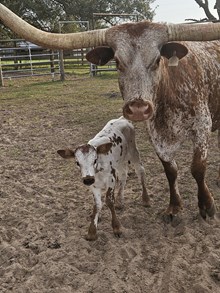 Ballerina Bull Calf