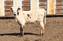 RH WEST TEXAS