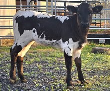 D~R N8ive Berry Heifer