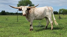 LM MISS FT WORTH SISSIE