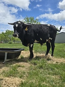 Bull named Sue