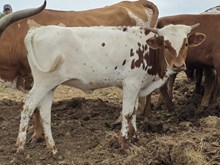 WF PAINTED LILY x KDK WILDFIRE