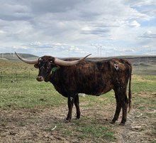 HL Cowgirl Disco