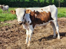 WR Flyboy bull