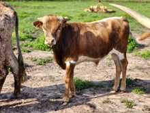 WR Winston bull