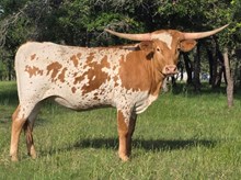 WF PAINTED LILY 333 X REBEL HR TAG DWR1