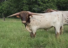Bull calf 2024 Justify x Pippin's Pauli