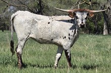 SH BLUE BELL