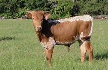 2025 bull calf Black Market x Bet The Bank