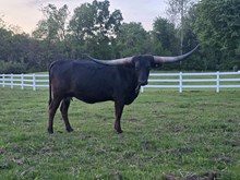 BLACK BETTY