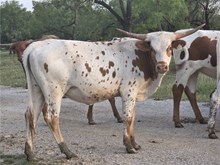 TEXANA TINSEL X BR CRACKER JACK - TAG 4949