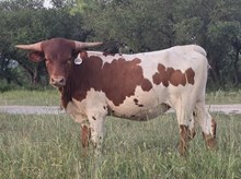 SHAM ROCK MY WORLD x HL HEADS UP - TAG 2220