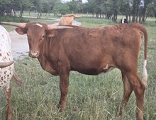 OHL HATTIE X BR JUNGLE JIM - JANE