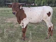 MN REBEL ZOEY x HL HEADS UP - TAG 3431