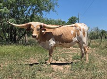 HELM TC LAURAS MERCY X WT KID ROCK - TAG 834