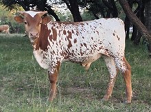 HELM TC LAURA'S MERCY x KDK WILDFIRE - 25