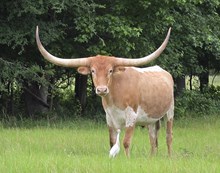 Steer 2022 WhiskeyBentxRespect