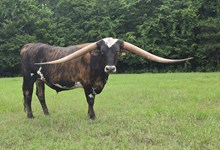 Steer 2022 WhiskeyBentxRangersFoxy