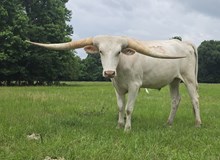 Steer 2023 HelloDarlin x Buried Treasure