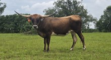 RH WEST COMMANDER