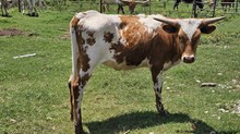 Semaphore Cowgirl CPL