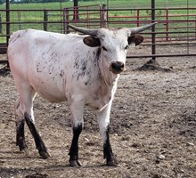 25LF Tarzan's Janie