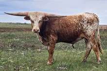 CmD x Dusty Kingsford bull