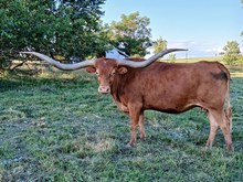 Texa Jiza Fusion