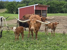 Rose heifer 26