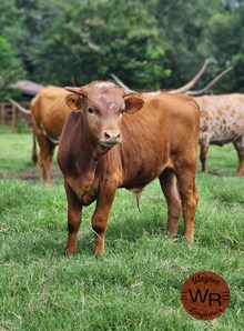 WR Copper bull