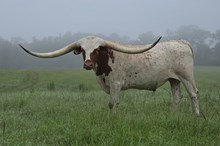 Steer 2022 WhiskeyBentxRaggleT