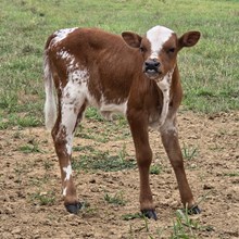 Heifer Calf