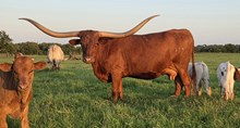 Ranger's Tari Vixen 839