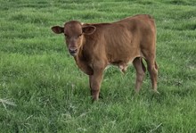 Bull 262