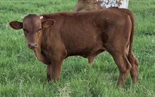 Bull calf 261