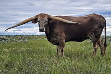 DH Grulla Gal