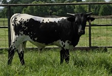 TEXAS TREASURE BCB