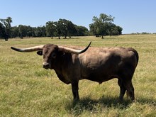 MN Charro's Grey Chex