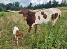 TR Magic Man x MM Maxim Trust Her Profit heifer