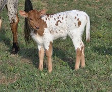 Shy Heifer Calf