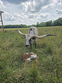 Anarchy heifer 26