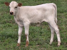 Heels High Heifer