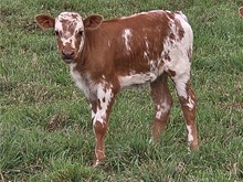 Kapital Heifer