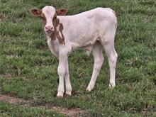 Bull Calf