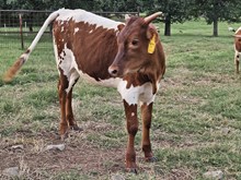 Just Being Me Heifer