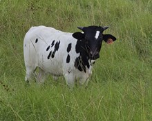 2026 heifer -Go Big x Flower Patches