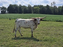 Weicks Archy