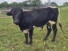WRL Tuxedo