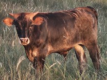 Ginny Bull Calf